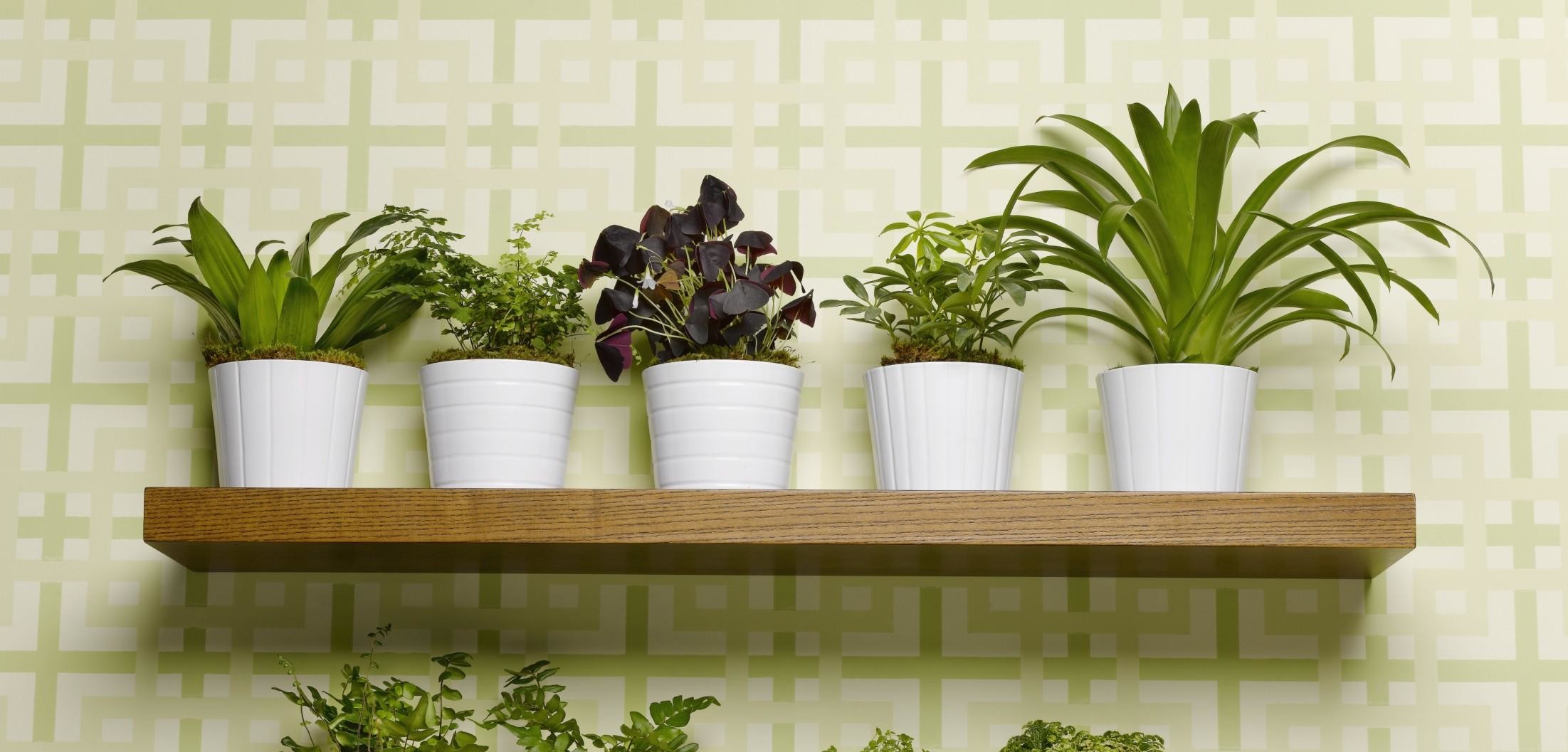 Le 7 piante che aiutano a depurare la casa green.it Arredare con le piante da interno