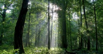 Aumento delle foreste nei paesi ricchi: un paradosso figlio dei nostri tempi aumento delle foreste nei paesi ricchi