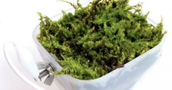Moss Power: l’energia arriva dal muschio Moss power