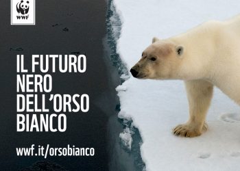 Il futuro dell'orso bianco