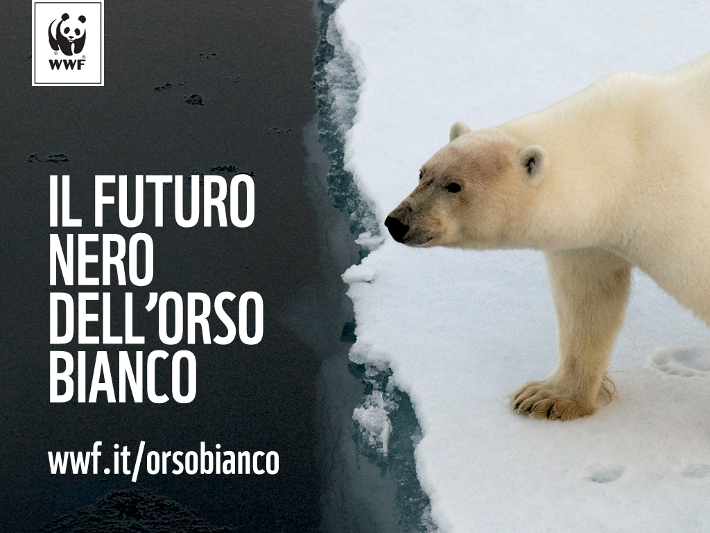 Il futuro dell'orso bianco