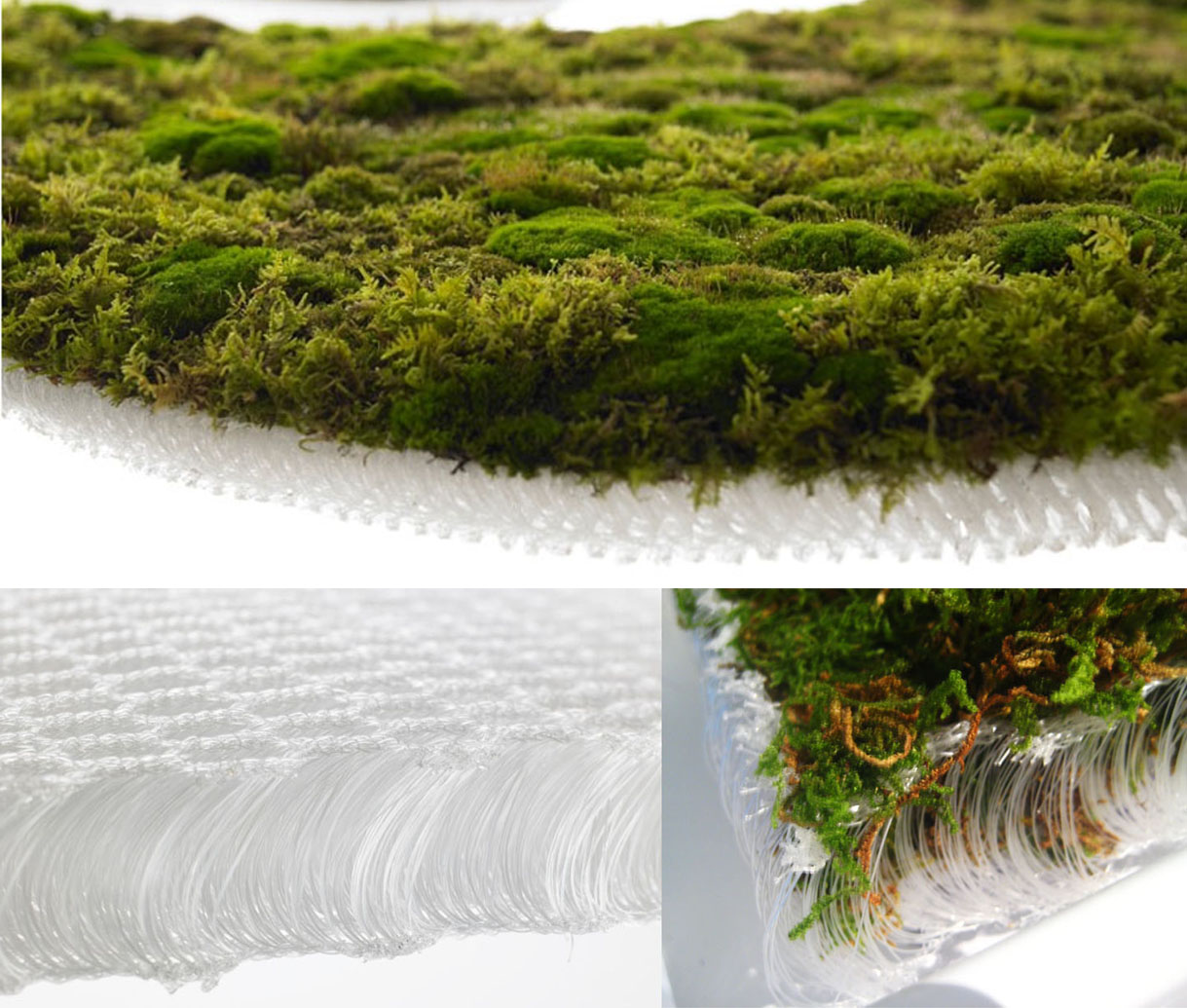 Сад мхов. Terrarium moss террариумный мох. Мох саморастущий. Вырастить мох. Горшечный мох сфагнум.