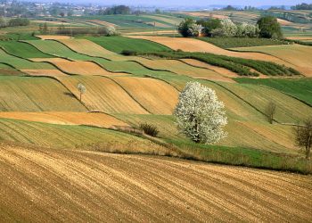 Un campo arato