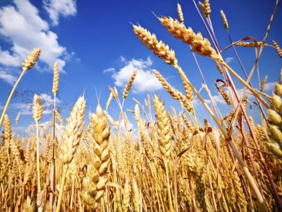 Spighe di grano