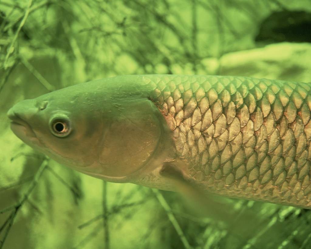 Un esemplare di carpa erbivora o cinese