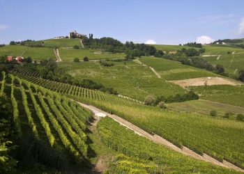 Un paesaggio delle Langhe