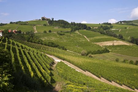 Un paesaggio delle Langhe