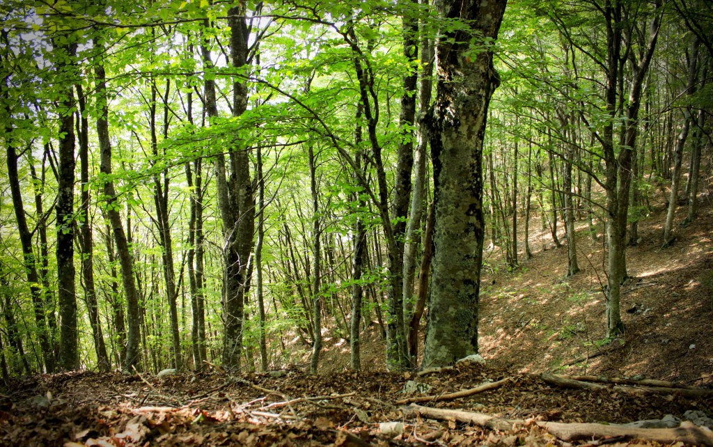 Google presenta il Global Forest Watch