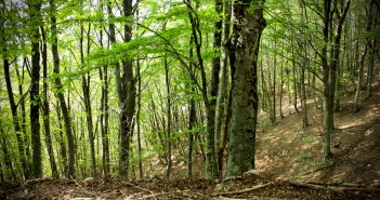 Global Forest Watch: Google contro la deforestazione Google presenta il Global Forest Watch
