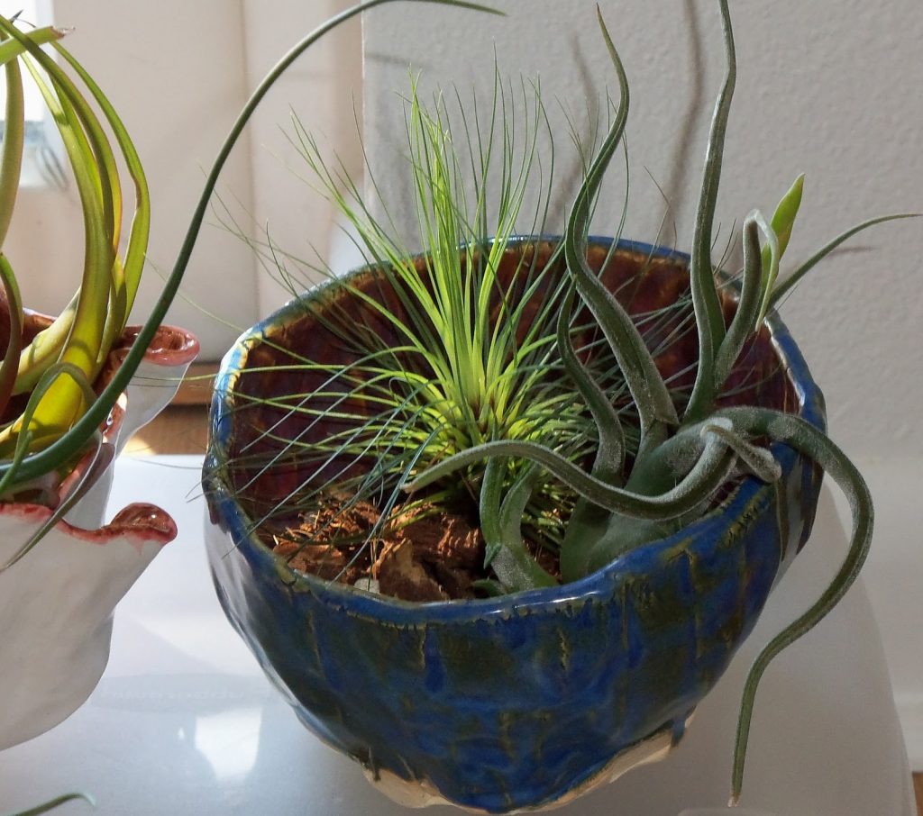 Tillandsia Filifolia, pianta anti inquinamento