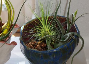 Tillandsia Filifolia, pianta anti inquinamento