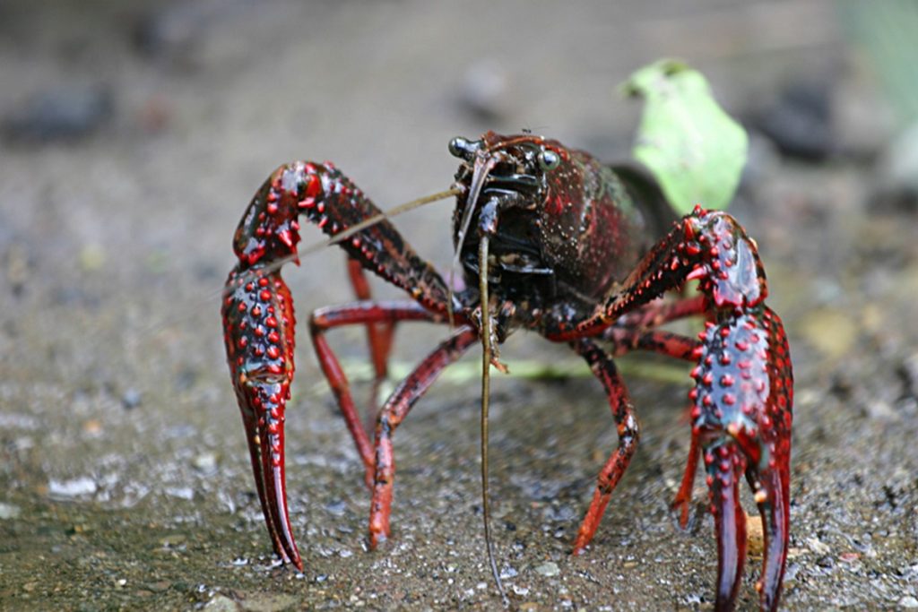 Il gambero rosso della Louisiana