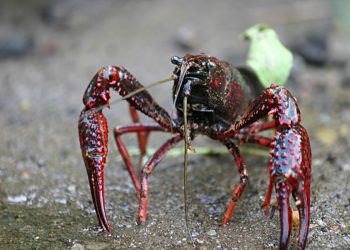 Il gambero rosso della Louisiana