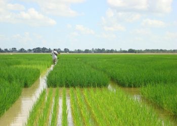 Un campo di riso
