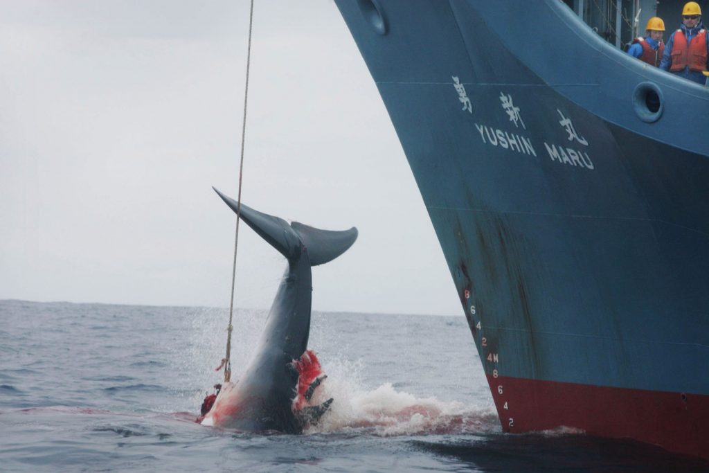 Una balena presa alla fiocina