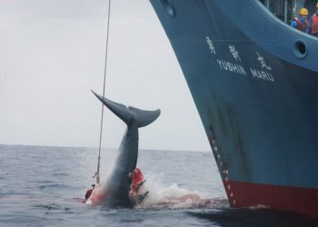 Una balena presa alla fiocina