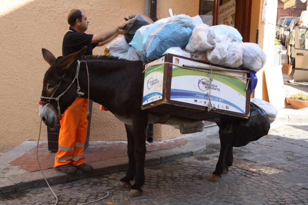 Un asino al lavoro a Castelbuono