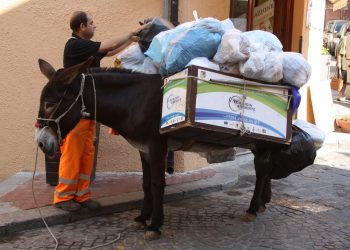 Un asino al lavoro a Castelbuono