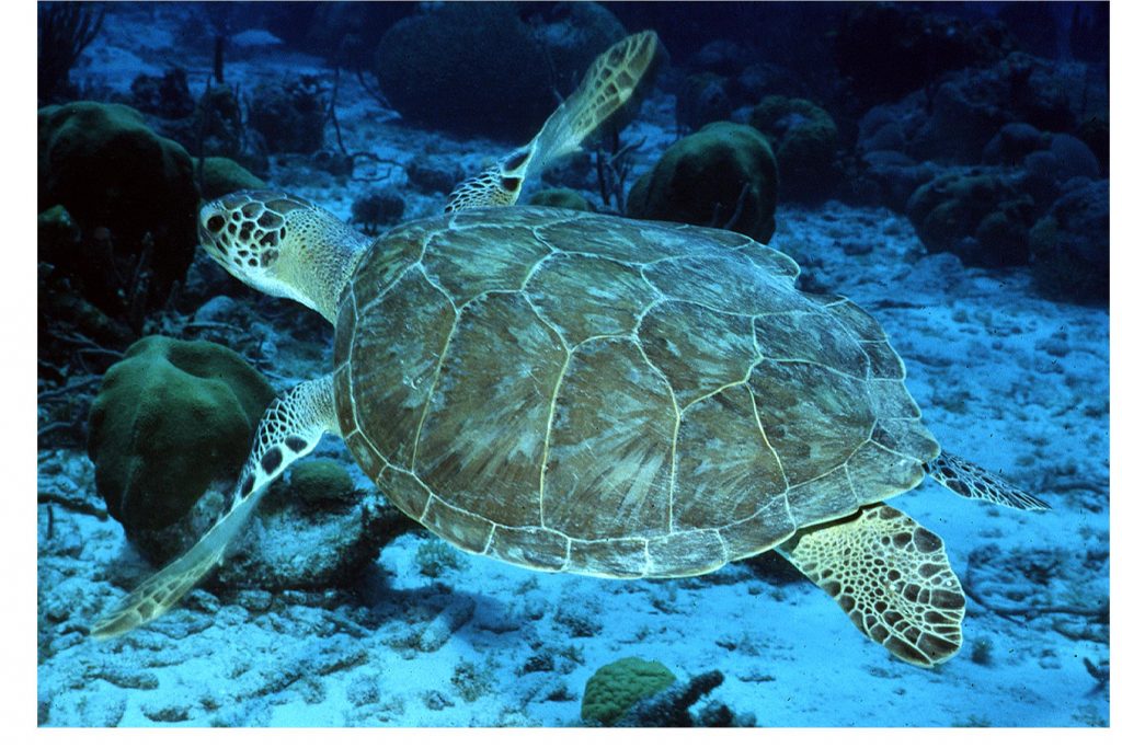 Una tartaruga marina