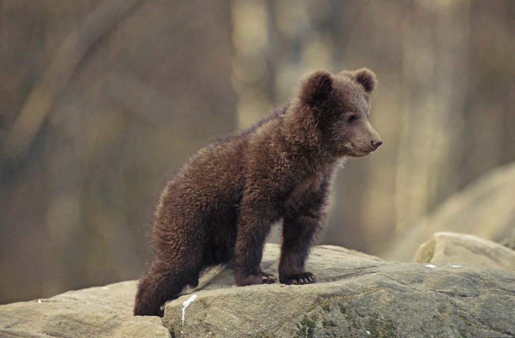 Cucciolo di orso marsicano