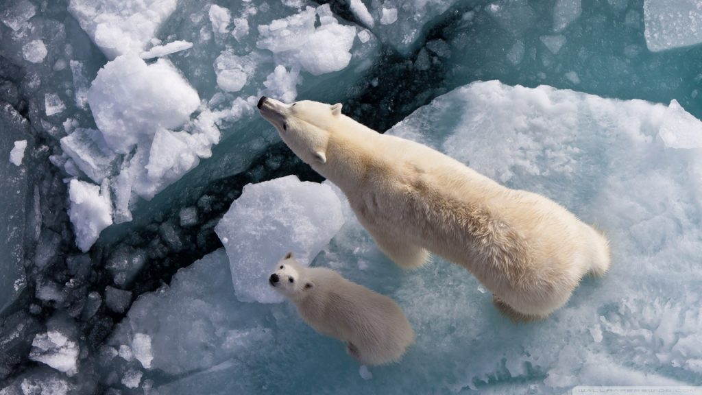 Orsi polari minacciati dal global warming