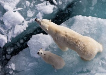 Orsi polari minacciati dal global warming