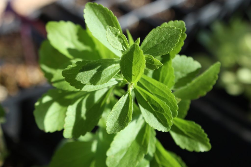 Una pianta di stevia