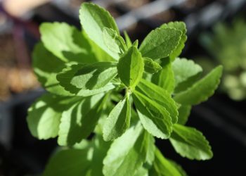 Una pianta di stevia