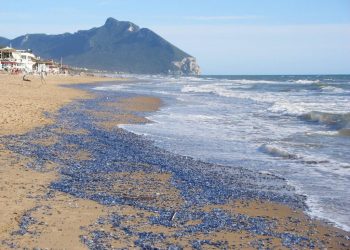 Piccole meduse Velella-Velella su una spiaggia italiana