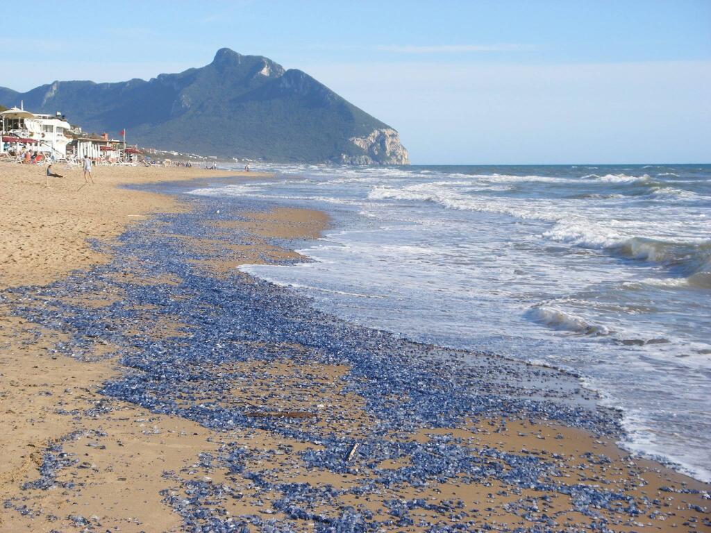 Piccole meduse Velella-Velella su una spiaggia italiana