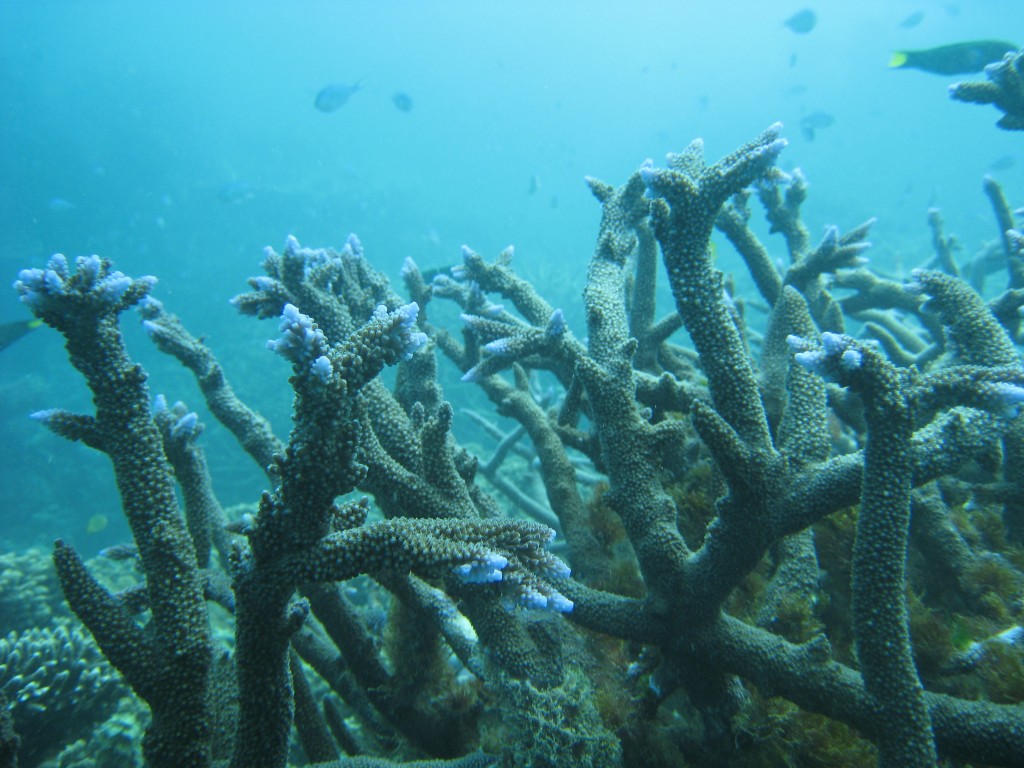 Un tratto della barriera corallina
