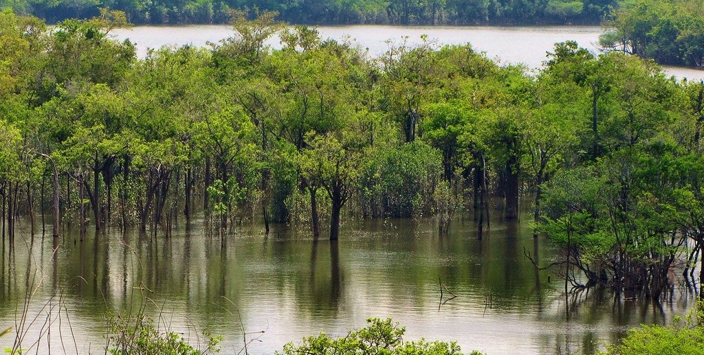 Uno scorcio del Rio delle Amazzoni, in Brasile