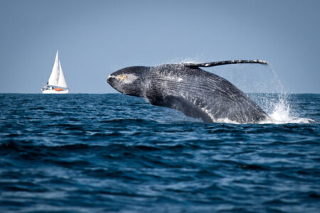 Una balena in mare aperto