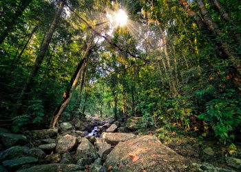 Una foresta