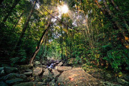 Una foresta