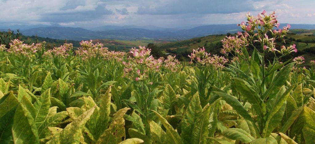 Una piantagione di tabacco