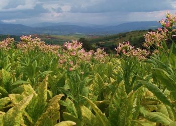 Una piantagione di tabacco