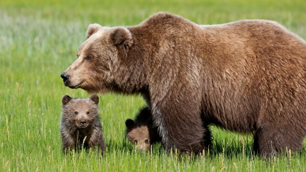 L'orsa Daniza con i cuccioli