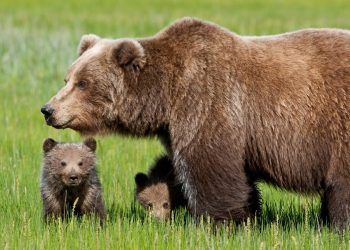 L'orsa Daniza con i cuccioli