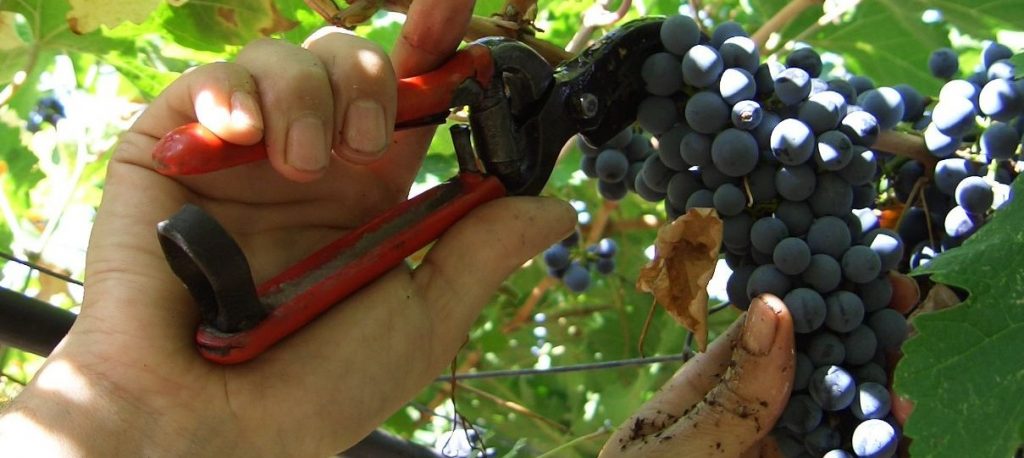 Un'immagine della vendemmia