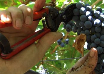 Un'immagine della vendemmia