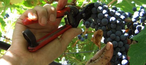 Un'immagine della vendemmia