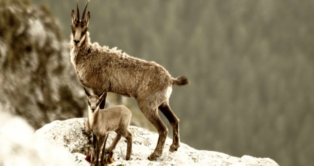 Una coppia di camosci sugli Apennini