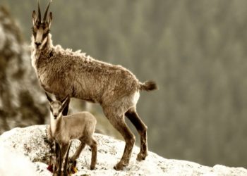 Una coppia di camosci sugli Apennini