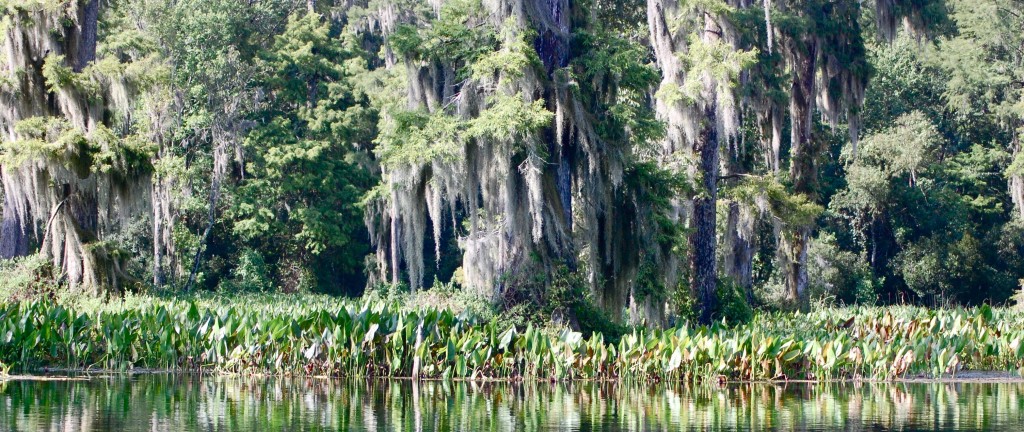 Una foresta tropicale