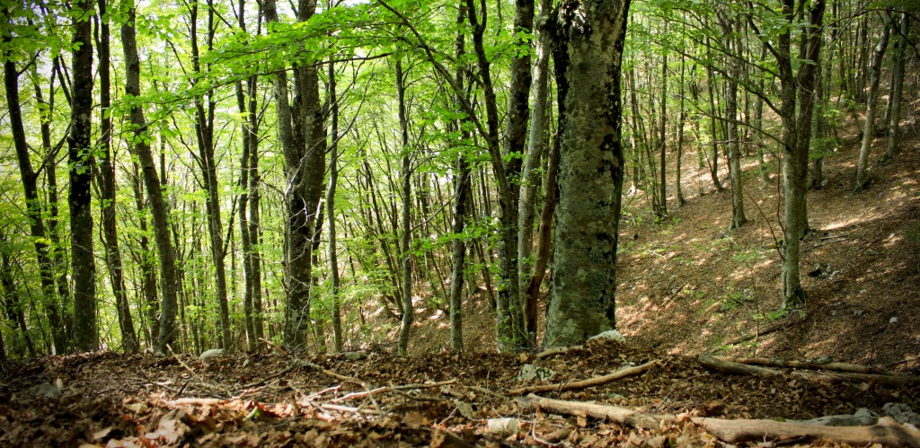 Una foresta di faggi