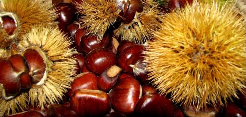 Castagne (foto: http://www.strettoweb.com/)