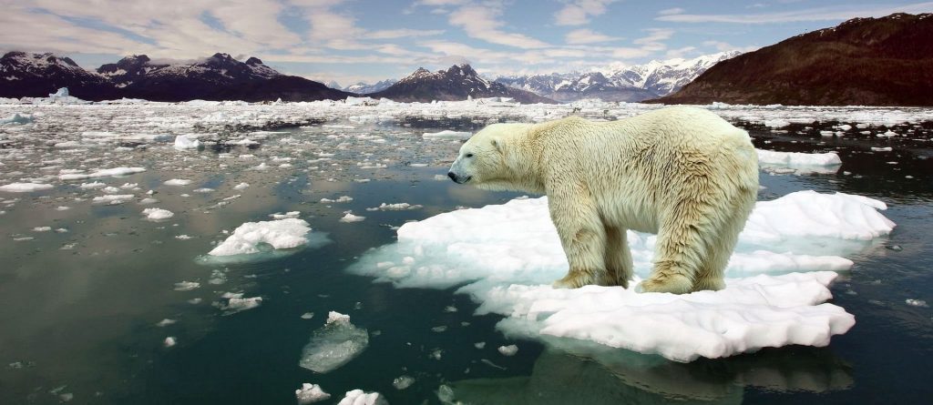 Un orso polare alle prese con il surriscaldamento globale (foto: criticalshadows.com)