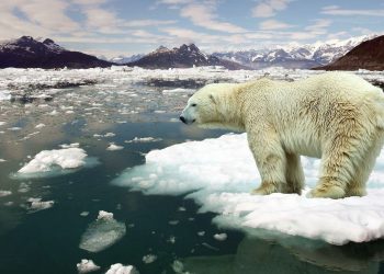 Un orso polare alle prese con il surriscaldamento globale (foto: criticalshadows.com)