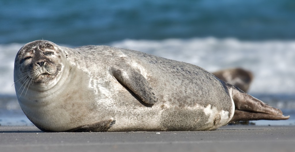 Una foca su una spiaggia (Foto da Wikipedia)